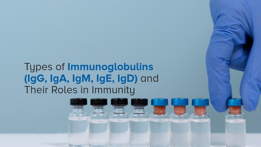 Understanding Immunoglobulins (IgG, IgA, IgM, IgE, IgD) and Their Roles in Immunity